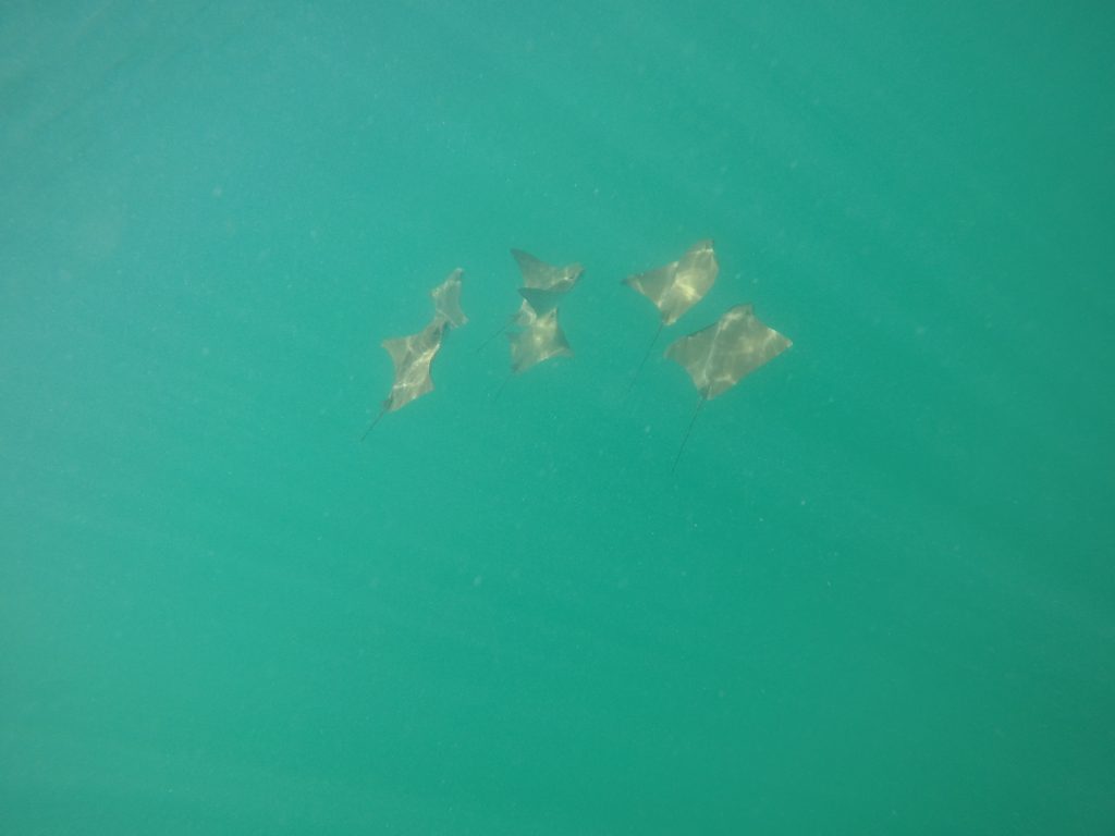 DCIM100GOPROGOPR0383.JPG