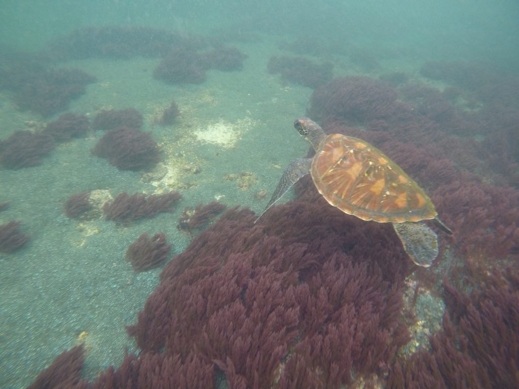 DCIM100GOPROGOPR0448.JPG
