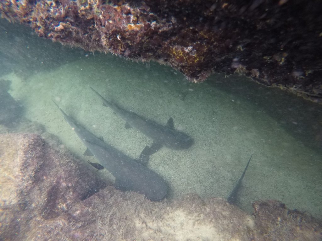 DCIM100GOPROGOPR0499.JPG
