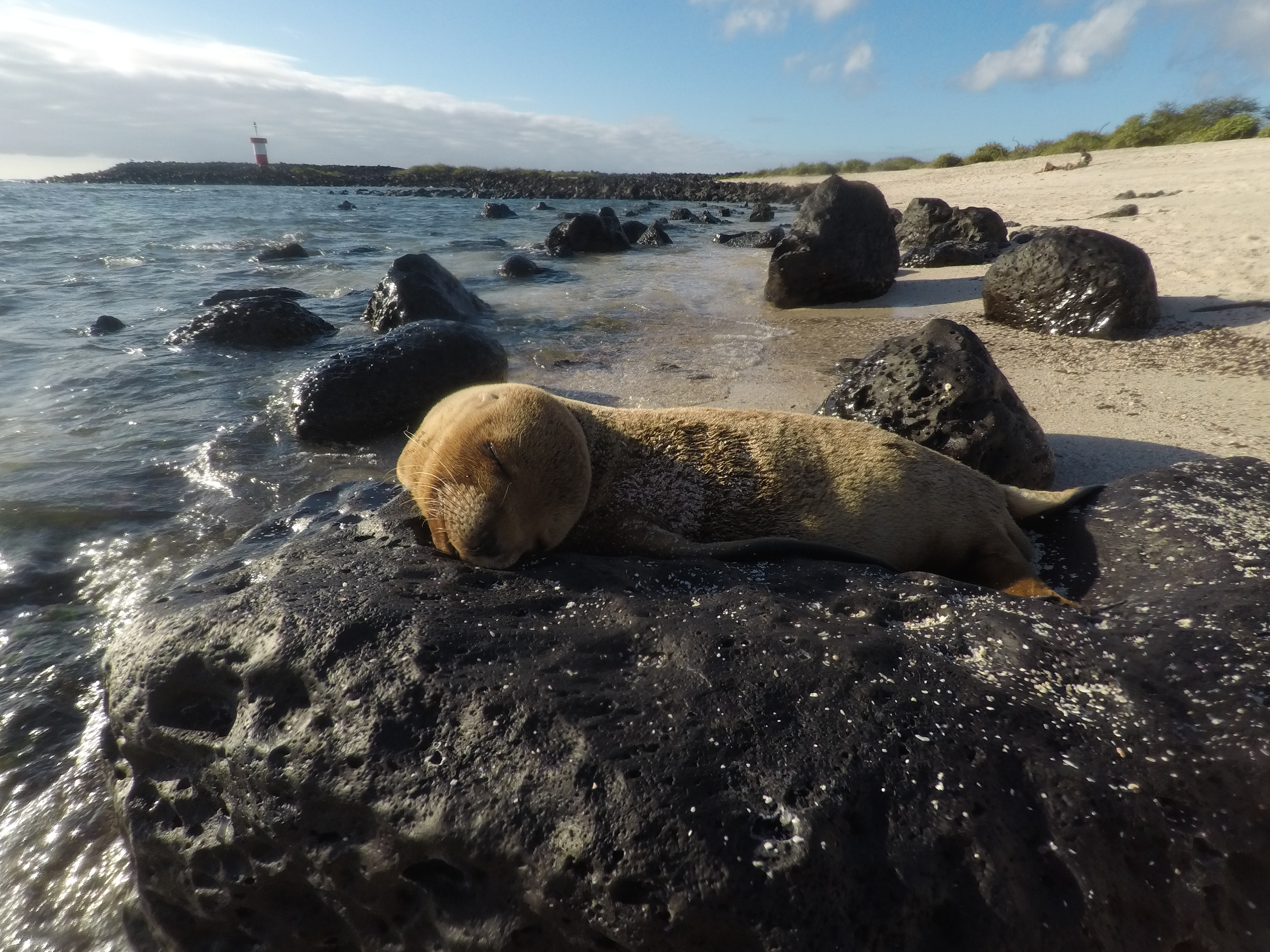 Galapagos Teil 3/3 – San Cristobal