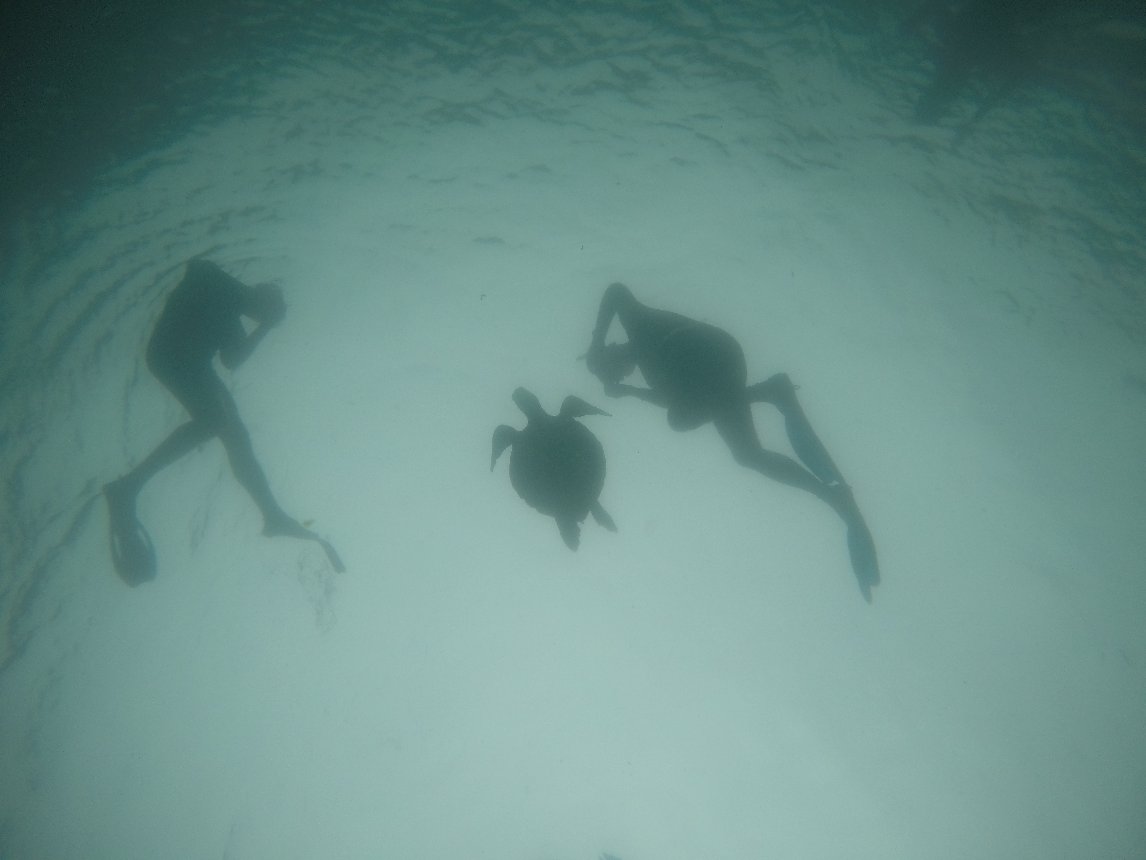 Galapagos Teil 2/3 – Isabela