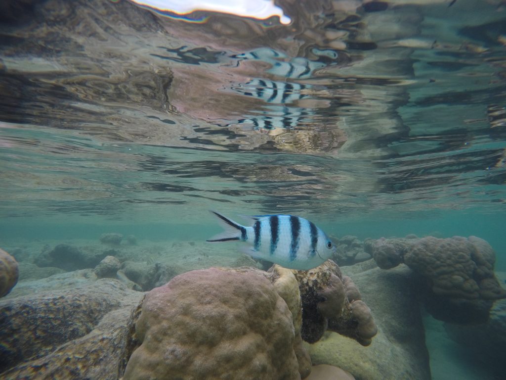 DCIM101GOPROGOPR1311.JPG