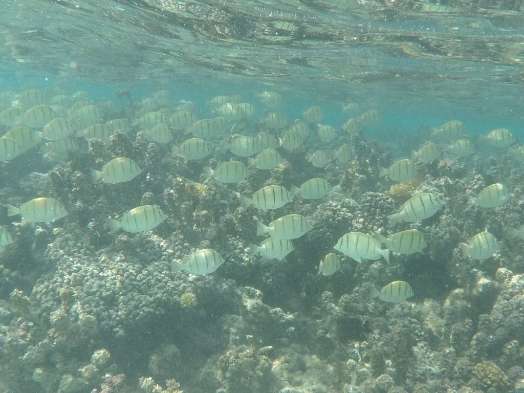 DCIM101GOPROGOPR1429.JPG