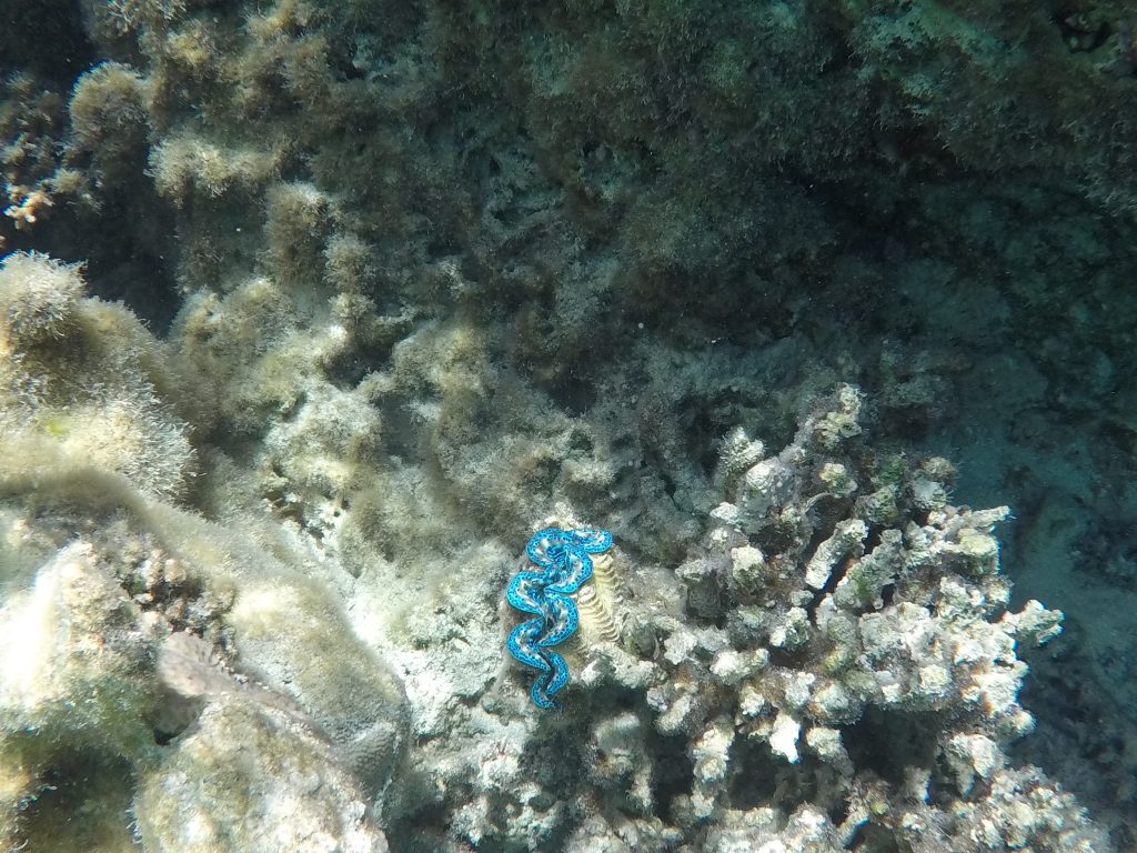 DCIM101GOPROGOPR1553.JPG